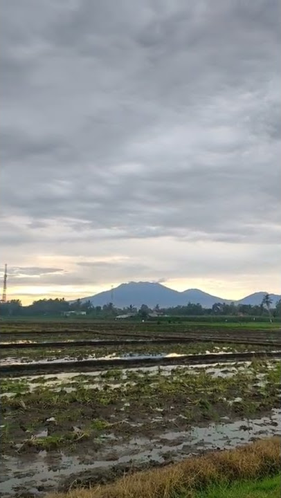 suasana sore di pedesaan #storywa #desa #alamdesa #suasanadesa #healing #senja #shorts
