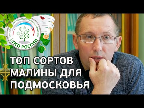 Сорта ремонтантной малины для Подмосковья. Какие сорта ремонтантной малины выбрать для Подмосковья.