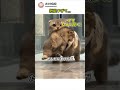 マンチカンだけの子育て風景