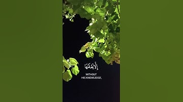 "وَمَا تَسْقُطُ مِن وَرَقَةٍ إِلَّا يَعْلَمُهَا" الآية {٥٩} من سورة الأنعام بصوت القارئ المنشاوي🎧