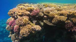 The best hotel Reef in Sharm El Sheikh 2024 part 2 best of snorkelling coral, fish and wild mantas