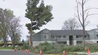 Crews clean up Livermore apartment complex battered by wind-toppled trees