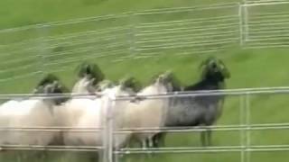 Chiots Borders Des Plateaux Du Haut Doubs