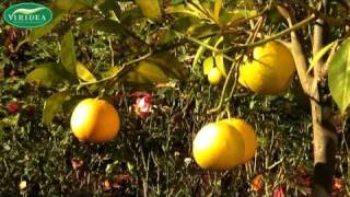 AUTUNNO IN VIRIDEA