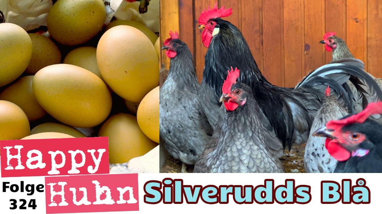 Silverudds Blå Hühner im Rasseportrait von Geschichte, Haltung bis Legeleistung! HAPPY HUHN E 324