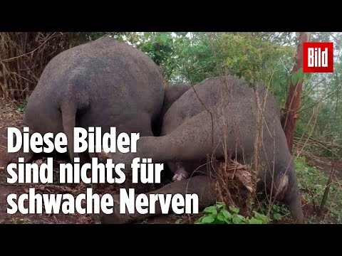 Video: Wo werden Elefanten getötet?