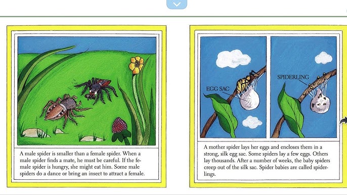 pics Spiders By Gail Gibbons Read Aloud spiders by gail gibbons