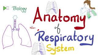 Anatomy of the Respiratory System - An Overview - Biology, Anatomy, and Physiology