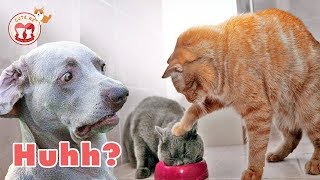 FUNNY CATS - Tik Tok Cat - Laugh at FUNNY VIDEOS | Funniest Animals Videos 2018