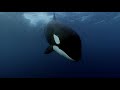 Killer whales scavenging the seas
