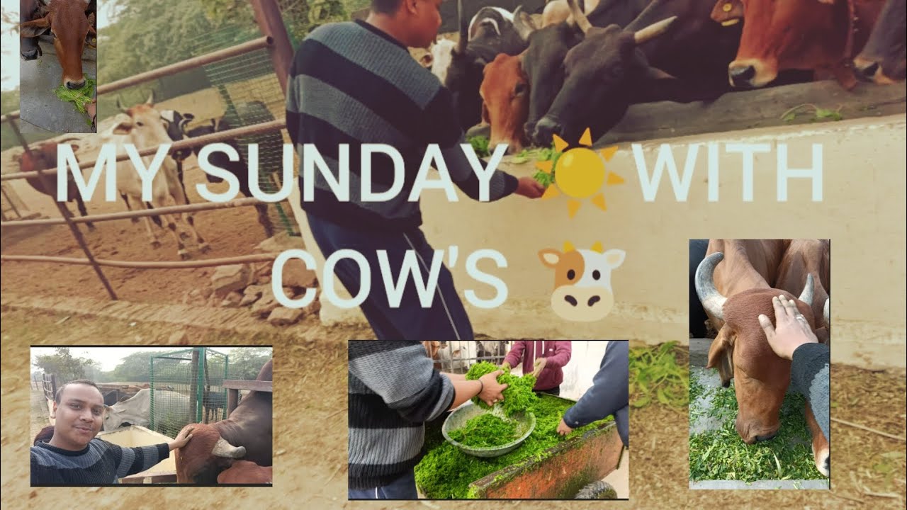 My Sunday with cow's ♥️🥹
