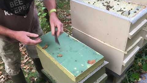 Feeding with frame feeders above the colony.