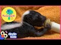 Baby Skunks Act Just Like Little Puppies | Animal Videos for Kids | Dodo Kids