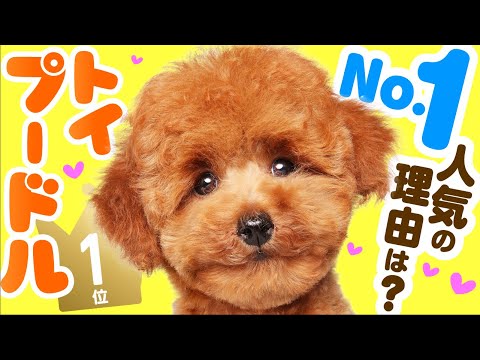 ❤️人気1位【トイ・プードルってどんな犬?】子犬の価格や性格、種類、寿命、飼いやすさは? カワイイ動画でチェック!