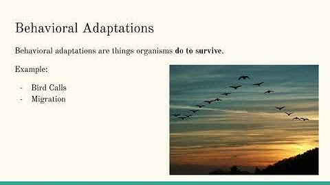 10/13 - Behavioral and Structural Adaptations
