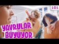 18.Gün 😇 YAVRULARIMIZ BÜYÜYOR 😍 Güvercinlerin Yaraladığı Sevimli Kedi Yavruları #DoBiDa 101