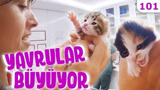 18.Gün Yavrularimiz Büyüyor Güvercinlerin Yaraladığı Sevimli Kedi Yavruları 101
