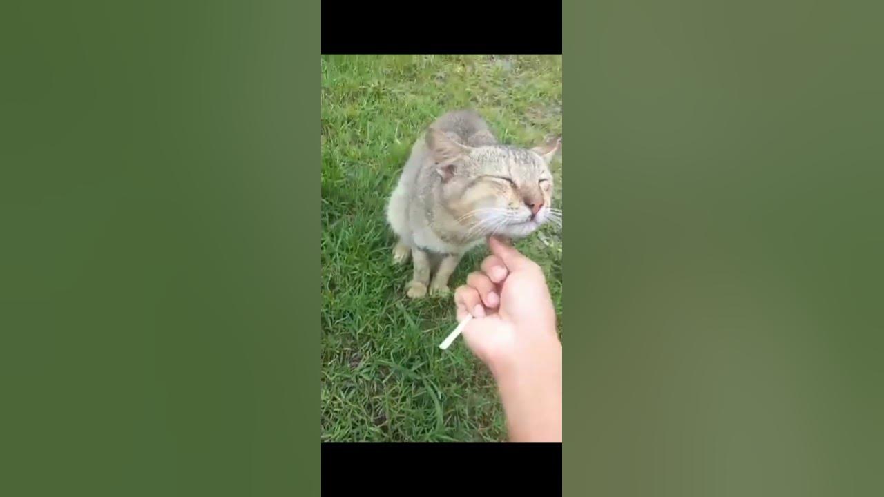 Looks Like Cats Need A Good Scratch YouTube looks-like-cats-need-a-good-scratch-youtube