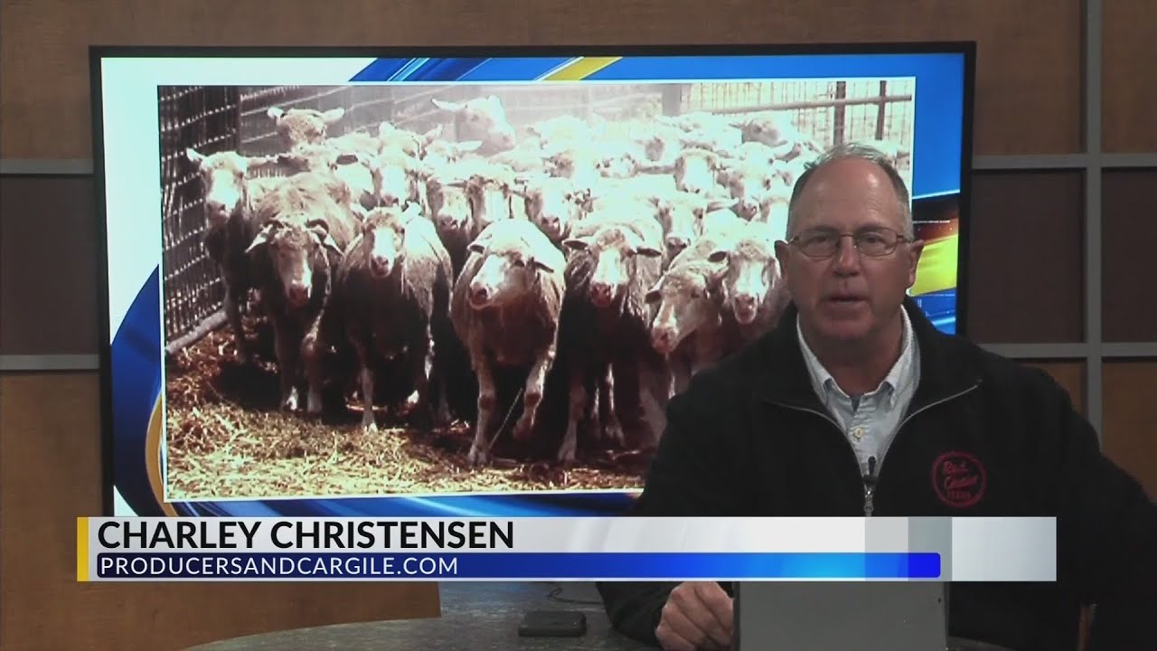 Producers Livestock Auction Report YouTube