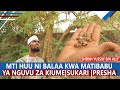 Mti huu ni balaa kwa matibabu ya nguvu za kiume sukari presha sheikh yussuf bin ally