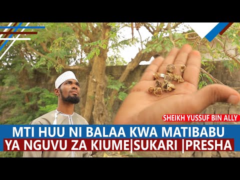 Video: Mti Peony. Uzazi Kwa Kupandikiza