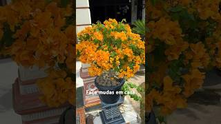 Como Fazer Mudas De Primavera