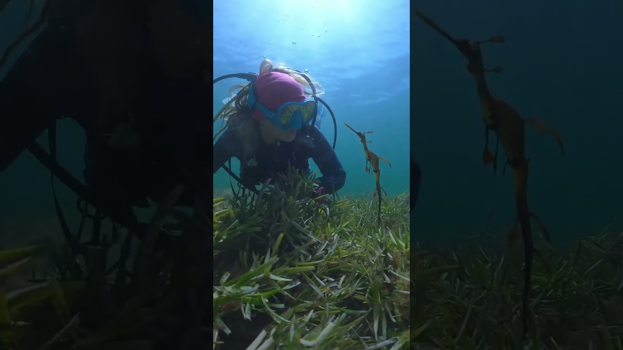 Incredible Encounter With The Mythical Weedy Sea Dragon 🐉 