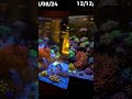 evolução do nosso reef marinho de 500 litros de corais mistos