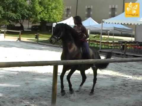 This film presents the Haras National de Cluny as a place to visit in southern Burgundy. It adds a distinct perspective to the abbey-focused videos by turning to the town’s equestrian life. The clip was published in 2011 and is brief, so its value is introductory; it cannot confirm current access, demonstrations or competition dates. The local tourism calendar is the right source for planning a visit to the stud and Equivallée venues.
