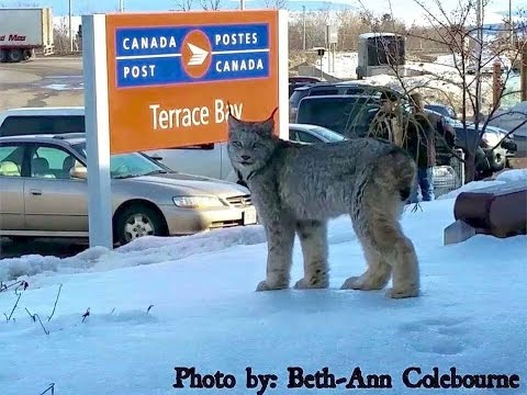 Lynx spotted at post office