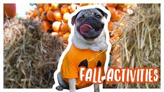 Fall Activities - Doug The Pug