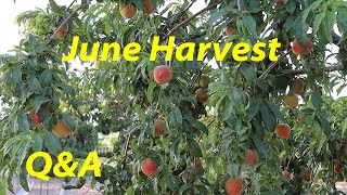 The Desert Farmer Podcast - June 2024 | June Harvests