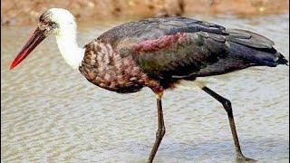 White necked stork (Ciconia episcopus) social interactions and dance