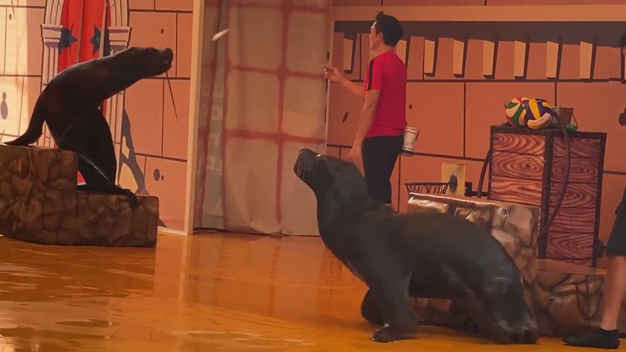 Full Video Sea Lion Show at Ocean Dream Samudra Ancol 