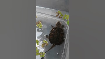 Cho rùa common ăn xúc xính :()))