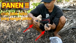 Download Lagu panen anak burung jalak kebo di kirain gak ada dan hasil nya !!! MP3