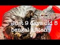 just 9 day’s old 5 beautiful Bengal kittens