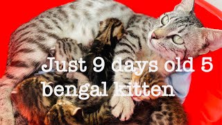 just 9 day’s old 5 beautiful Bengal kittens