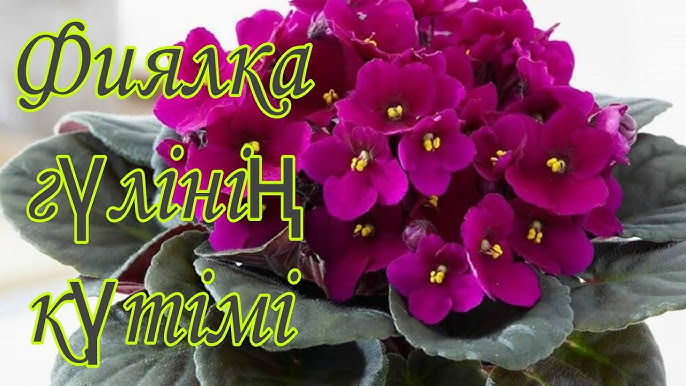 MMF жеке порнографиялық фотосуреттері