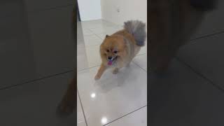 #funny #cat #pets #petvlog #doggybestfriend