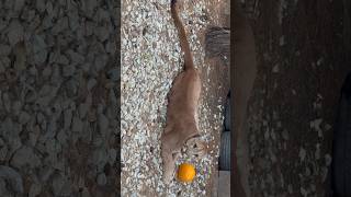 Mao and lazy ball game😁#short #cat #animals #mao #cougar #shorts screenshot 1