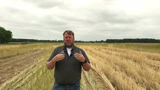 Cereal Rye Grass Cover Crops for Suppressing Weeds in Summer Crops