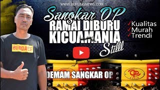 BOOMING!!! Sangkar OP Makin Ramai Diburu Kicaumania