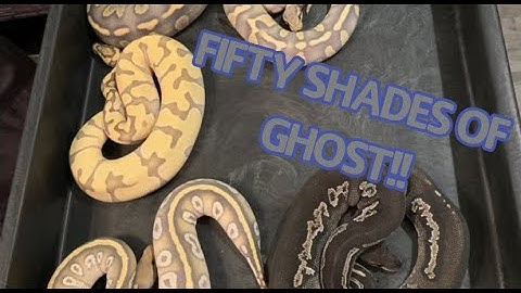 Fifty Shades of Ghost | CRAZY HYPO GENETIC COMBOS AND MORPHS | Ball Python Breeding