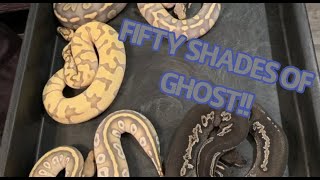 Fifty Shades of Ghost | CRAZY HYPO GENETIC COMBOS AND MORPHS | Ball Python Breeding