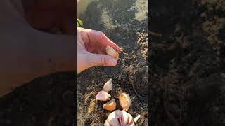 Plant garlic spout #plantingseeds #garlic #backyardgarden #homegrown #garden #vegetablegarden