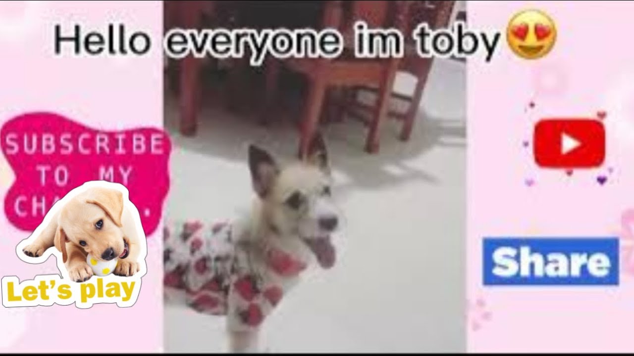 Pet Video Introduction Training and Playing Pets #asmrsounds #play #introduction #unique - YouTube