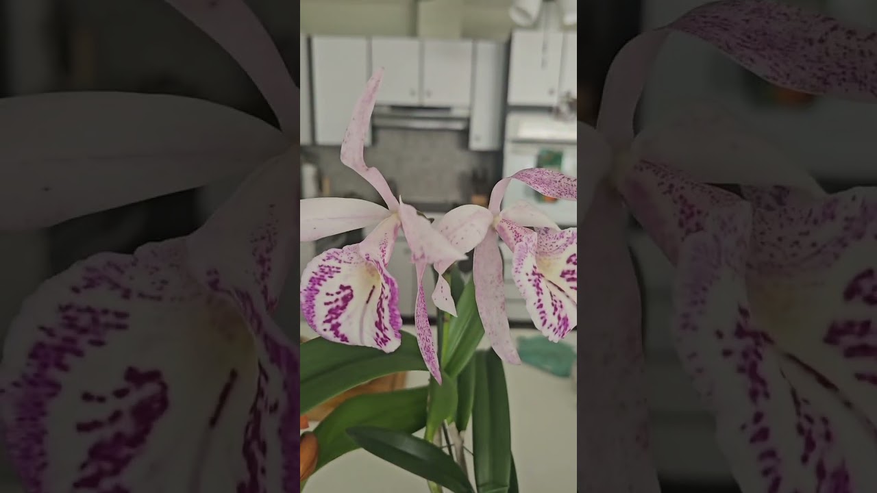 Krull Smith Festival Orchid Haul