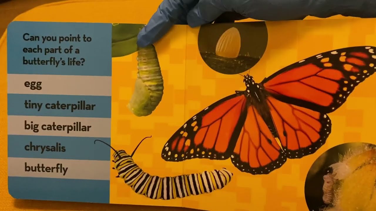 [Baby book review 4] Caterpillar to Butterfly board book- National Geographic kids look and learn