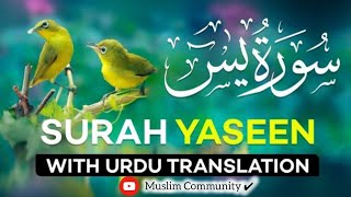 Surah Yasin Quran with Urdu & Hindi Tarjama | Quran Tilawat, Beautiful Voice  Episode 4